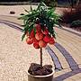 pix zee peach tree for sale