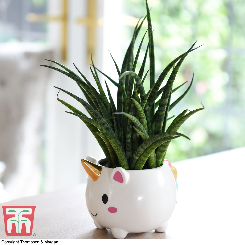 Unicorn Pot with Sanseviera 'Fernwood' Plant - Gift