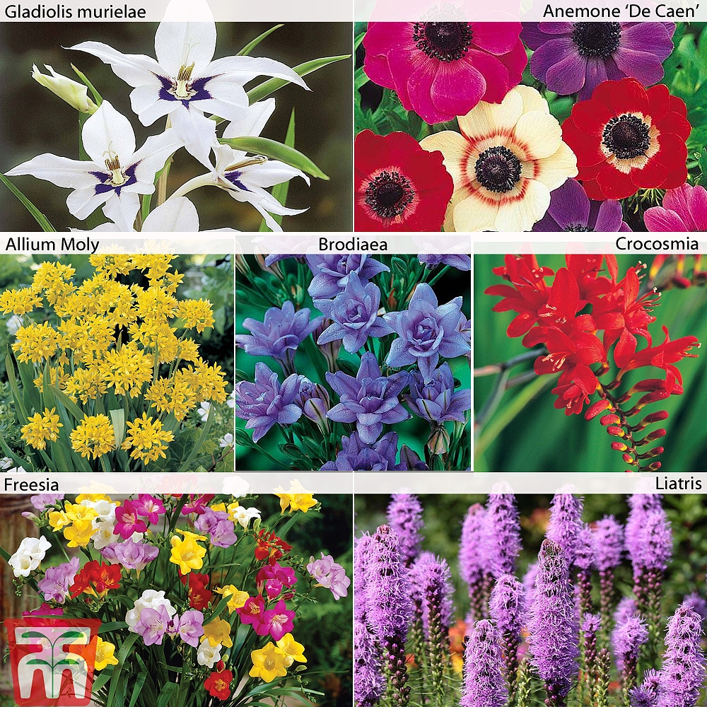 Summer Flowering Bulb Collection 