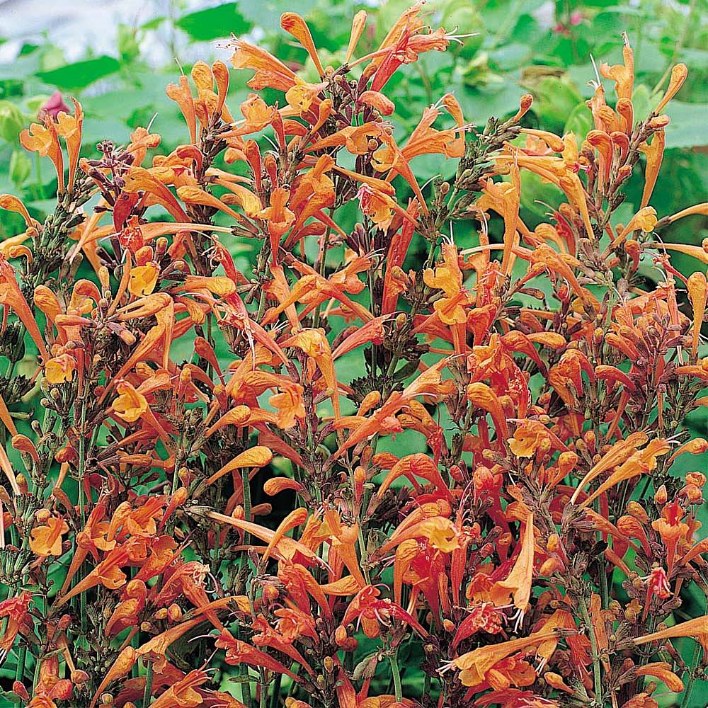 Agastache aurantiaca 'Apricot Sprite' seeds | Thompson & Morgan