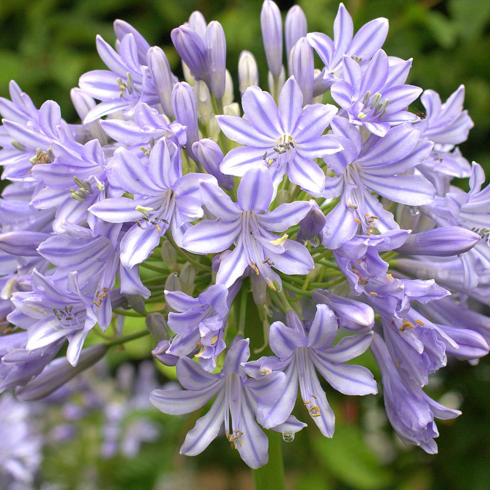 Agapanthus 'Glenavon' plants | Thompson & Morgan