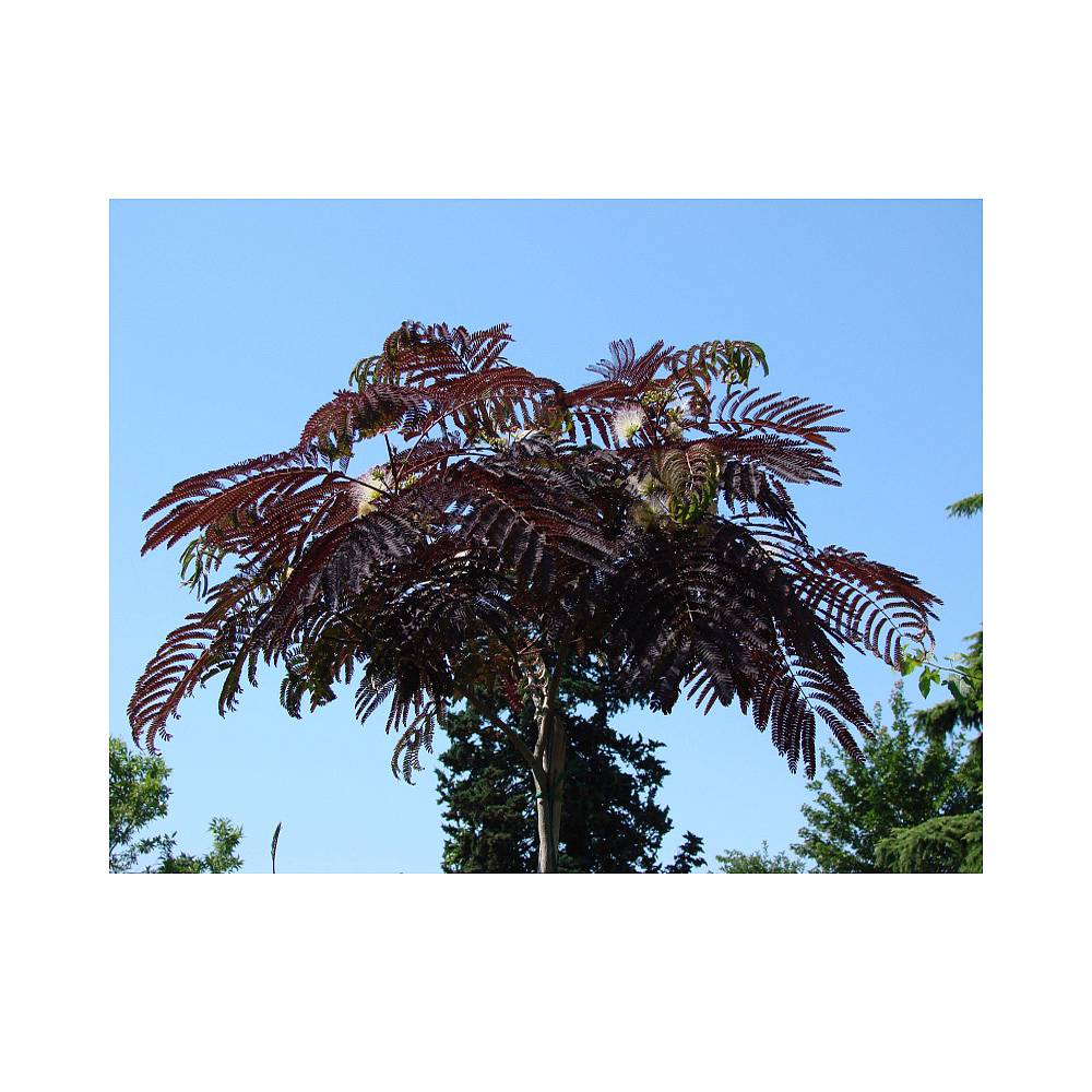 Albizia julibrissin 'Summer Chocolate' plants | Thompson ...