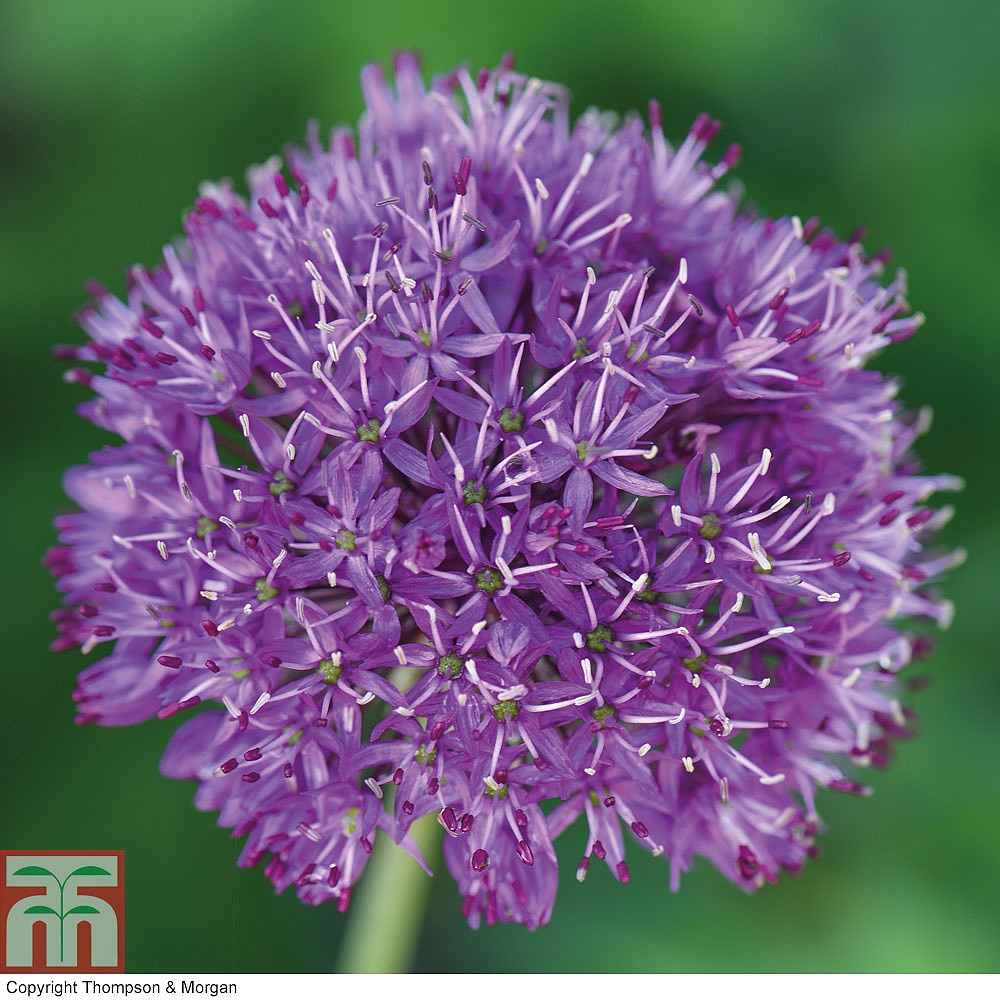 Allium 'Purple Sensation' Thompson &