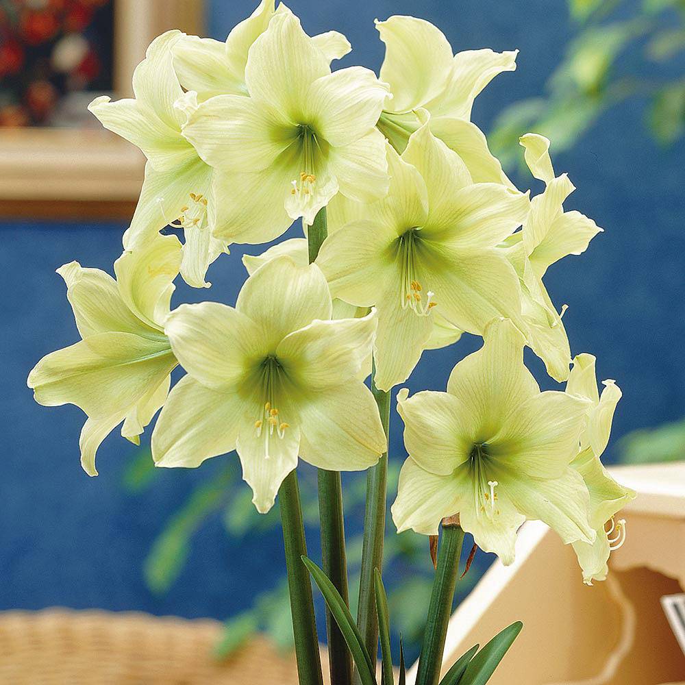 lemon star amaryllis bulbs