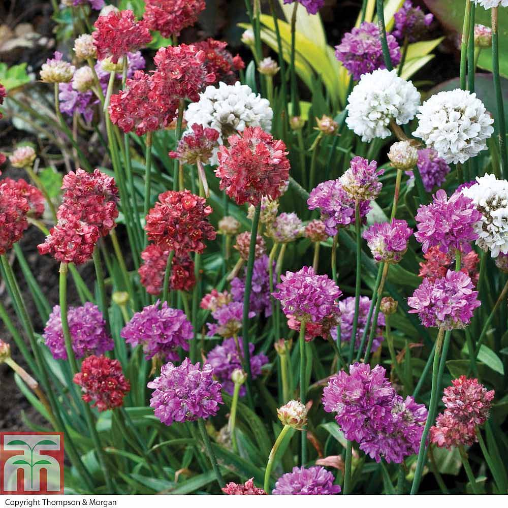 Armeria pseudarmeria ‘Ballerina Mixed’ | Thompson & Morgan