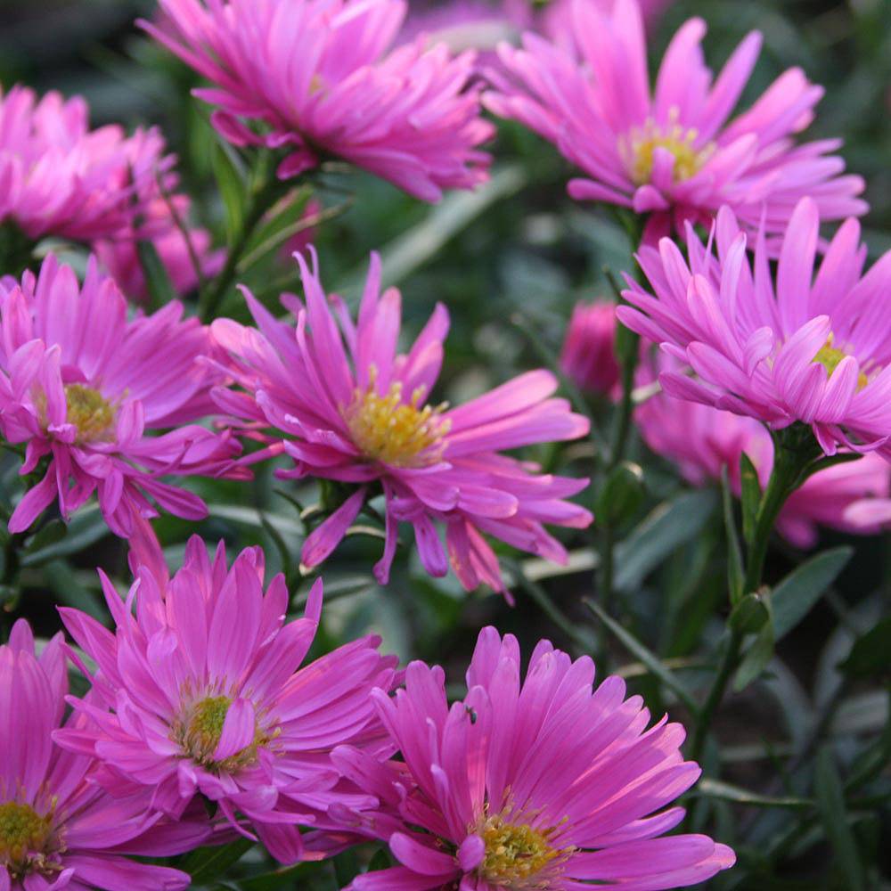 Aster novi-belgii 'Rosa Perle' plants | Thompson & Morgan