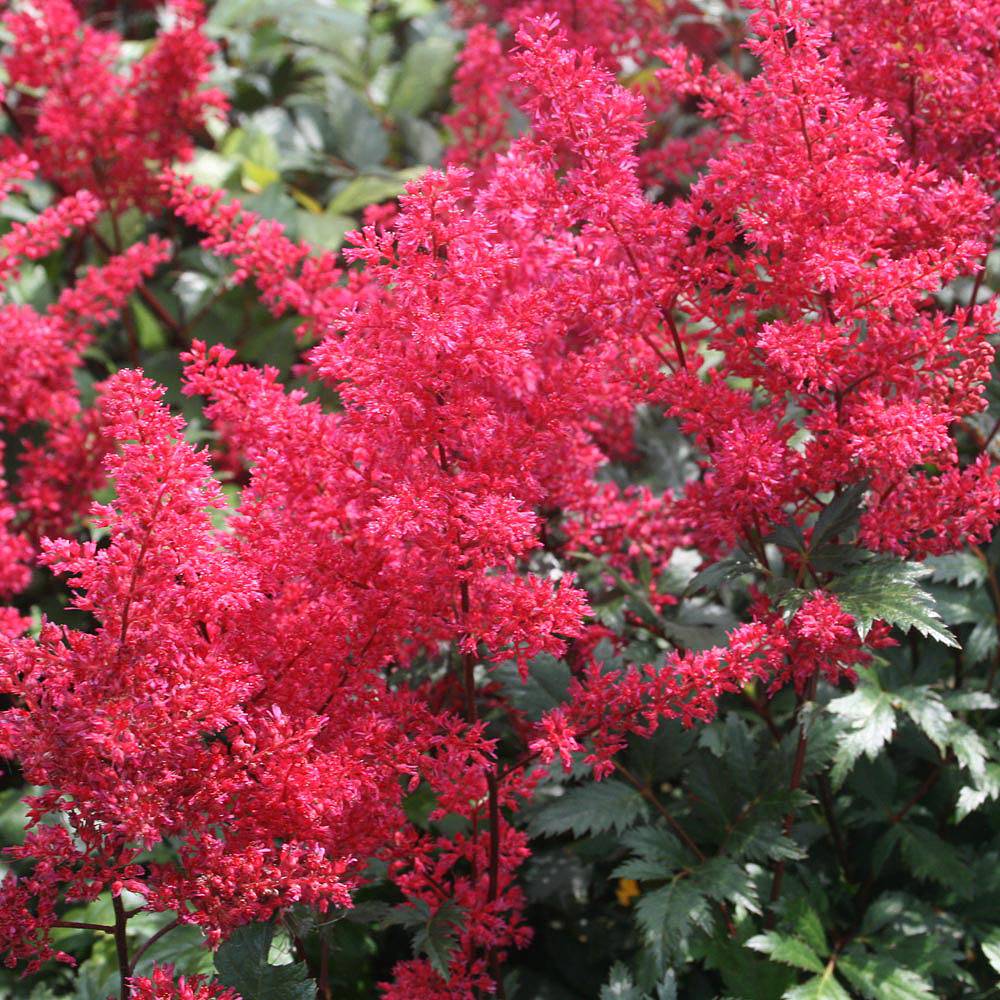 Astilbe japonica 'Montgomery' plants | Thompson & Morgan