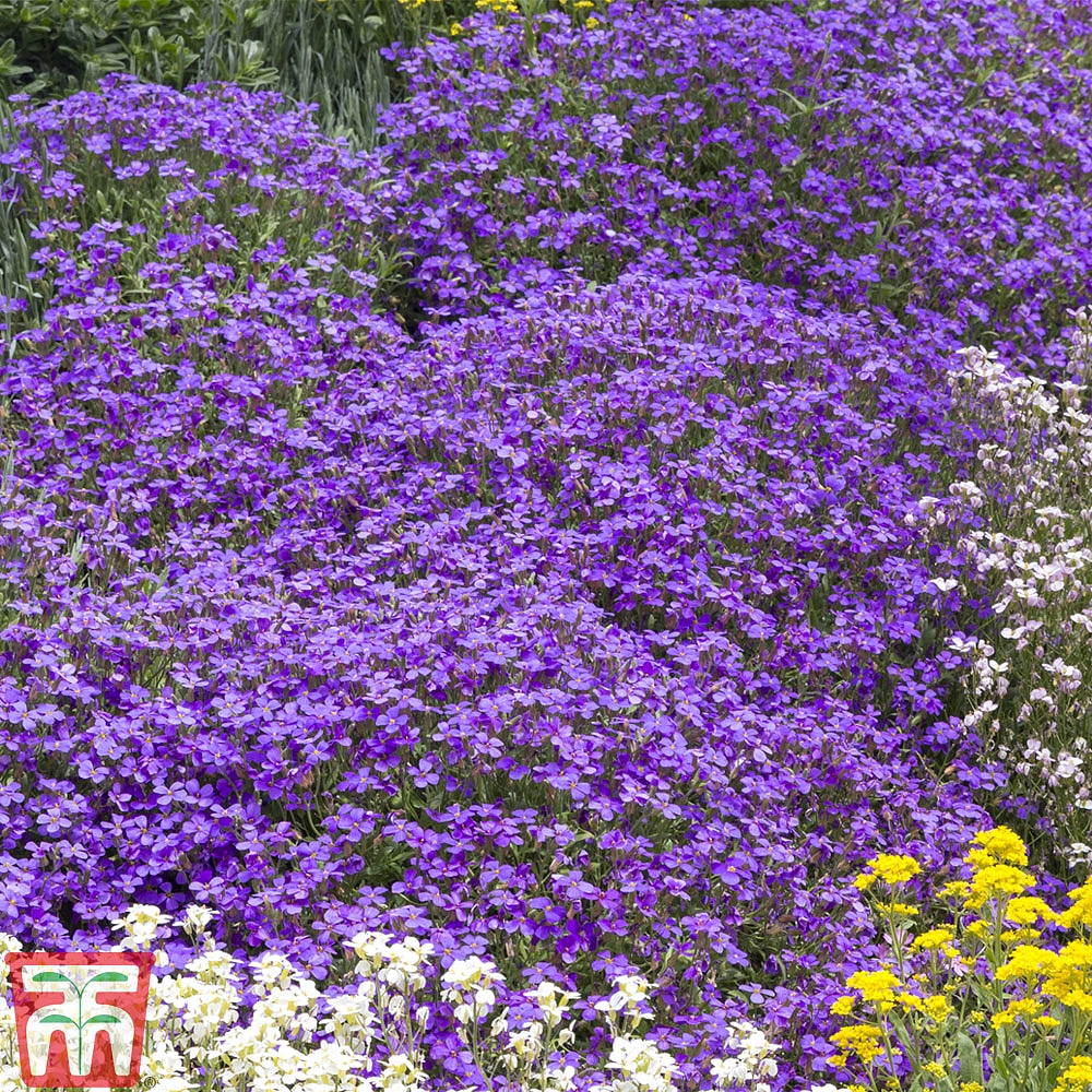 Aubrieta 'Cascade Blue' | Thompson & Morgan