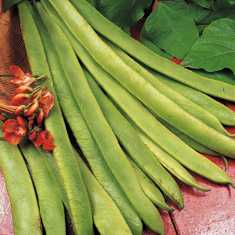 Runner Bean Scarlet Emperor Seeds Thompson And Morgan