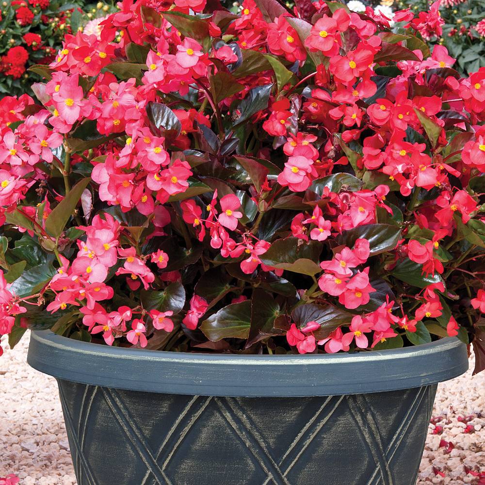 Begonia 'Whopper Mixed' (Pre-Planted Pot) | Thompson & Morgan