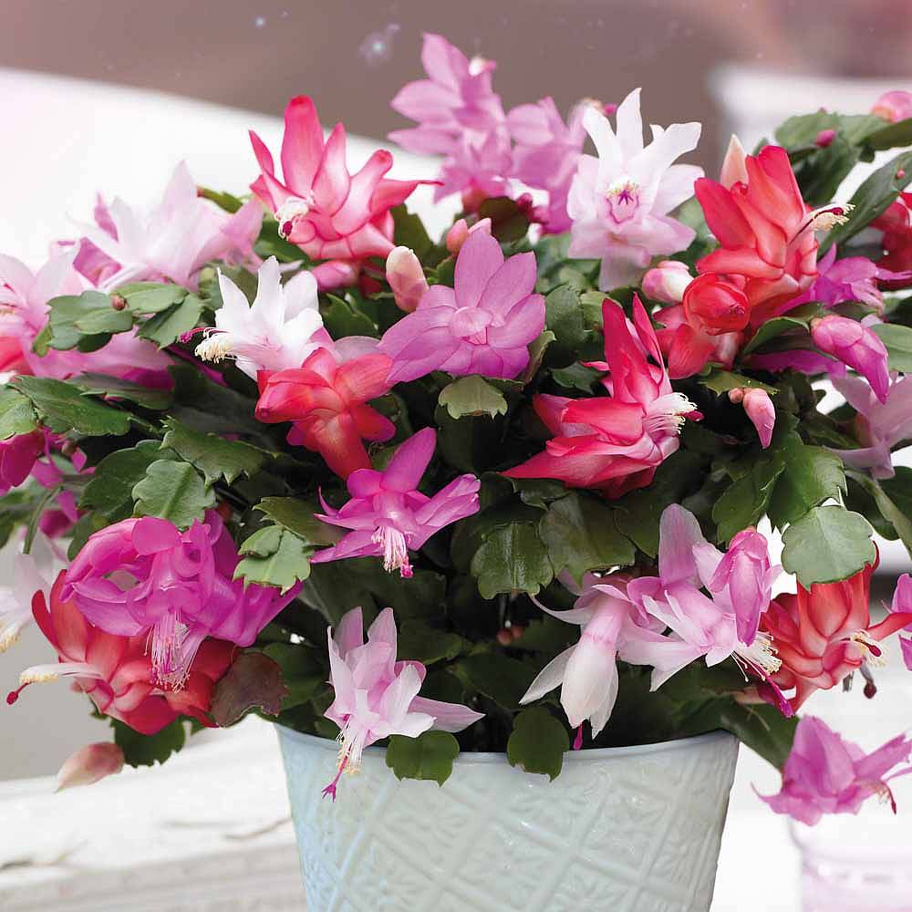 Christmas Cactus - Gift | Thompson & Morgan