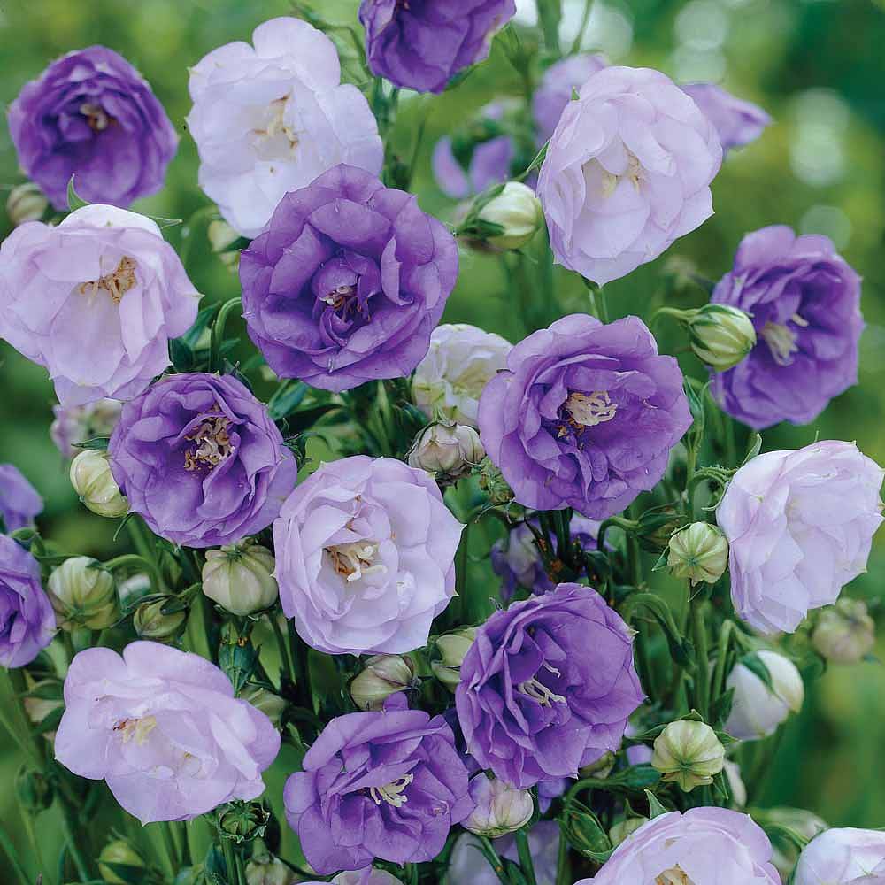 Campanula 'Mixed' | Thompson & Morgan