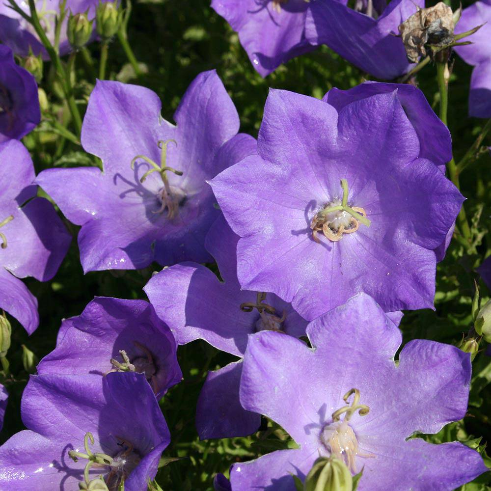 Campanula plant information