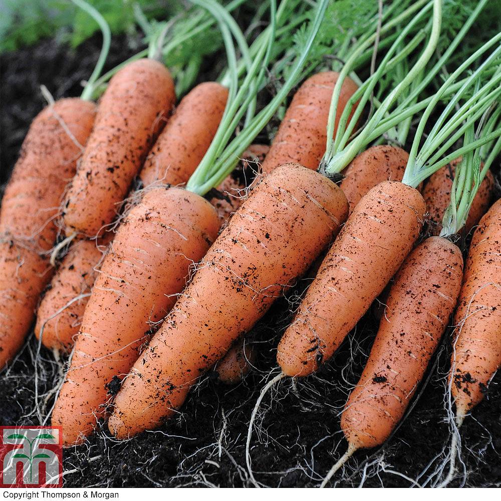 is-a-carrot-a-root