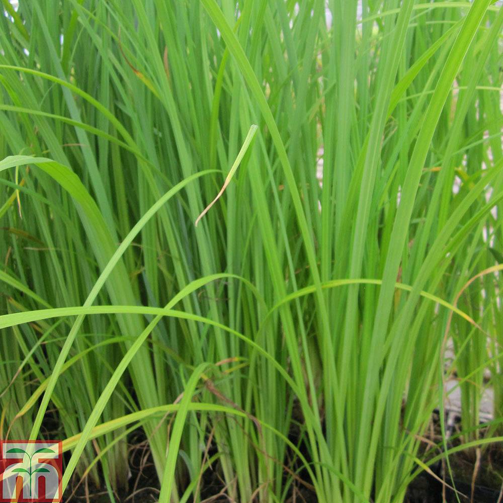 Carex acuta (Marginal Aquatic) plants | Thompson & Morgan