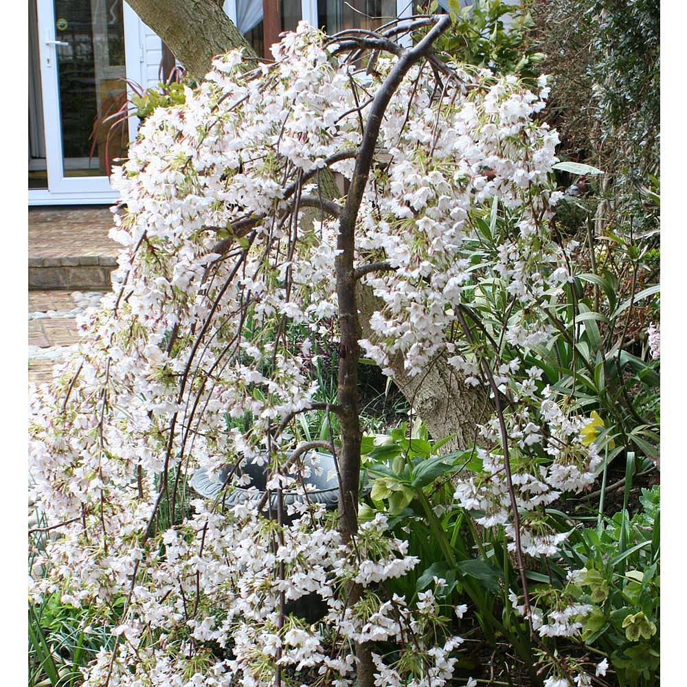 Cherry 'Iford Flowering' | Thompson & Morgan