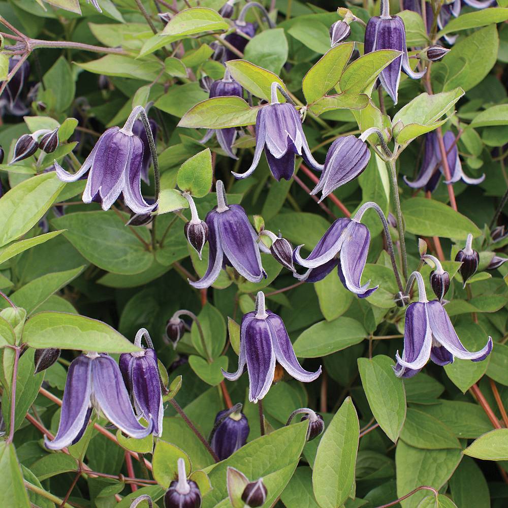 Clematis 'Fascination' | Thompson & Morgan