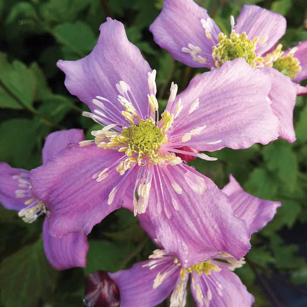 Clematis montana 'Continuity' | Thompson & Morgan