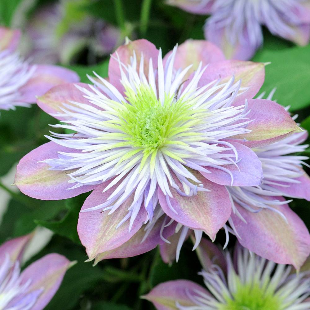 Clematis 'Crystal Fountain' plants | Thompson & Morgan