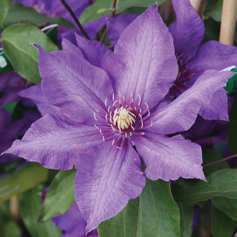 Clematis 'Richard Pennell' plants | Thompson & Morgan