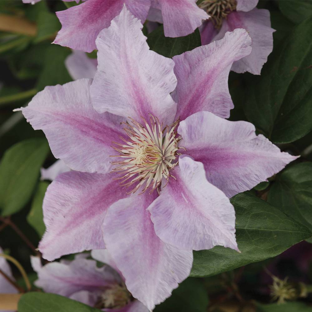 Clematis 'Sealand Gem' | Thompson & Morgan