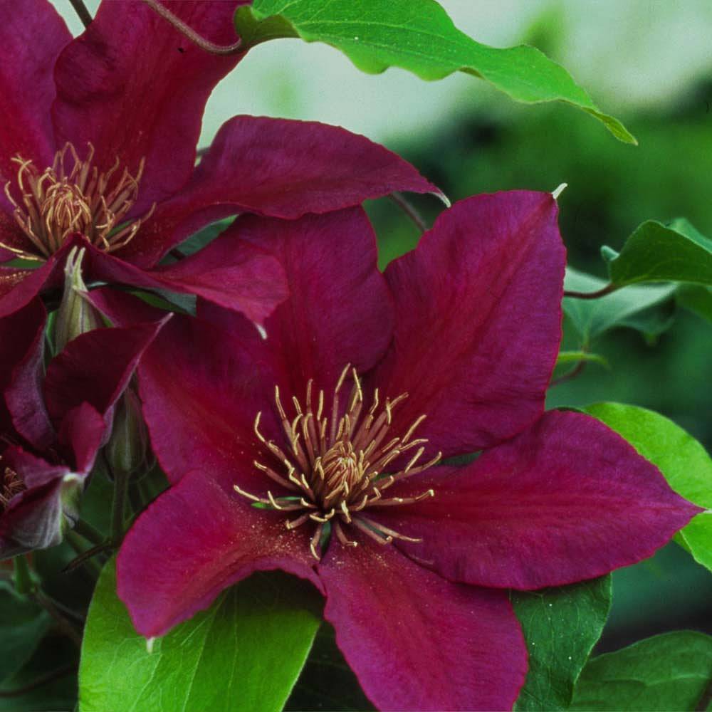 Clematis Picardyâ„¢ evipo024 plants | Thompson & Morgan