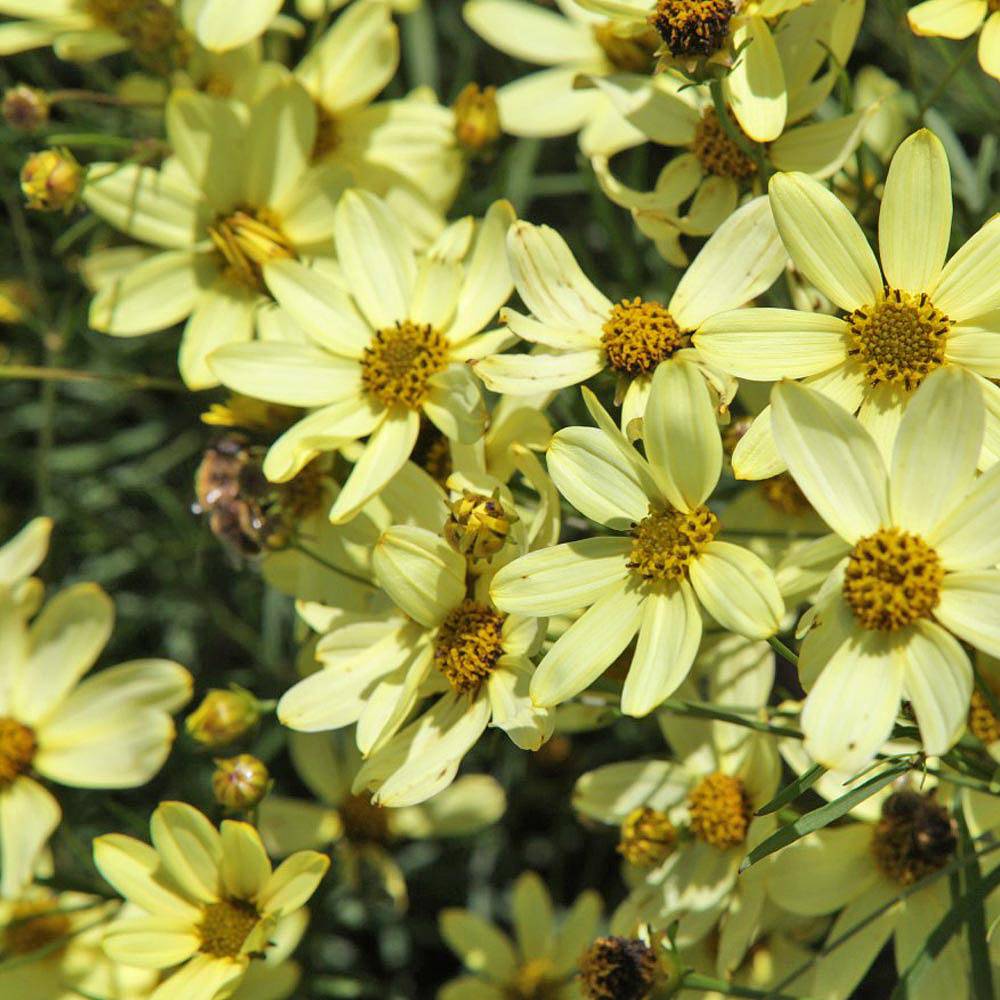 Coreopsis verticillata 'Moonbeam' plants | Thompson & Morgan