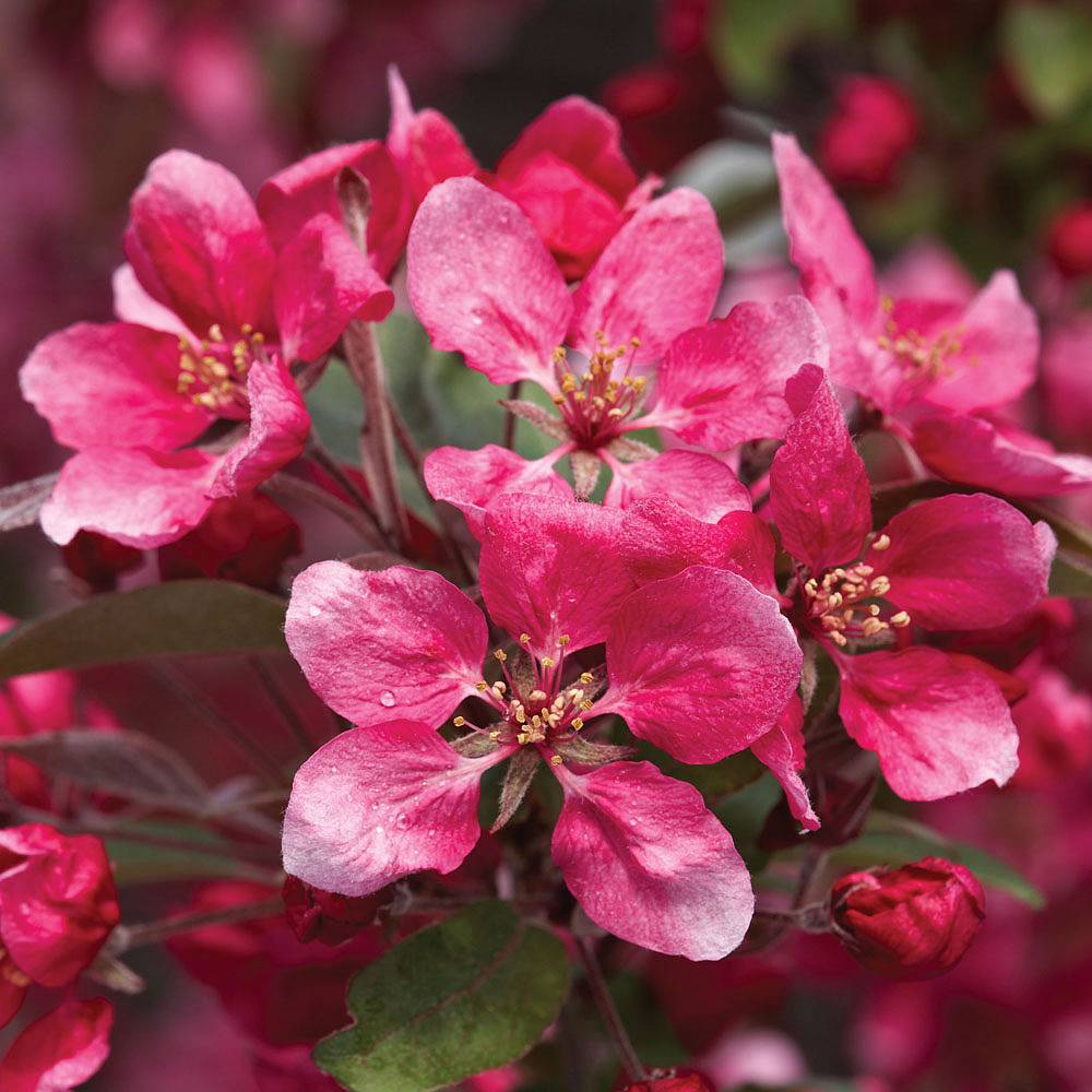 Crab Apple 'Royalty' Thompson &