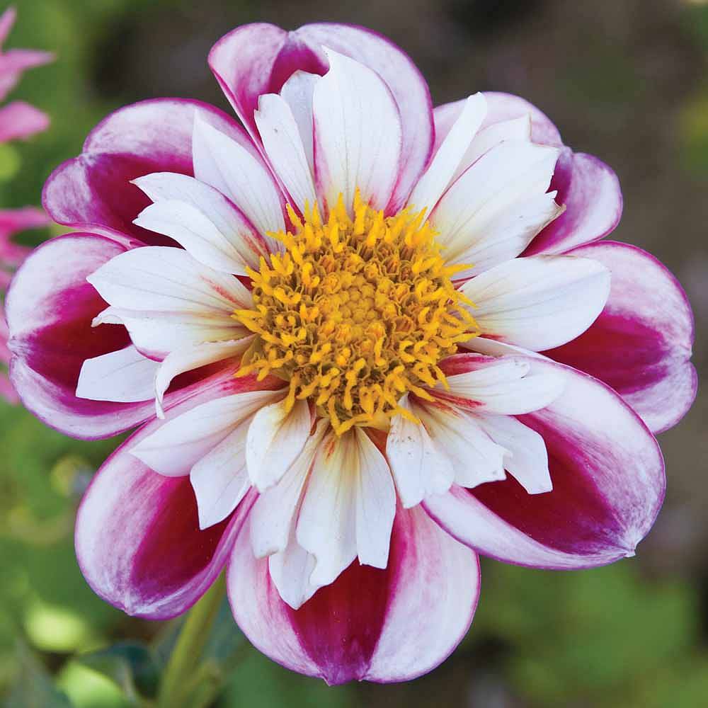 Dahlia 'Royal Bumble' | Thompson & Morgan