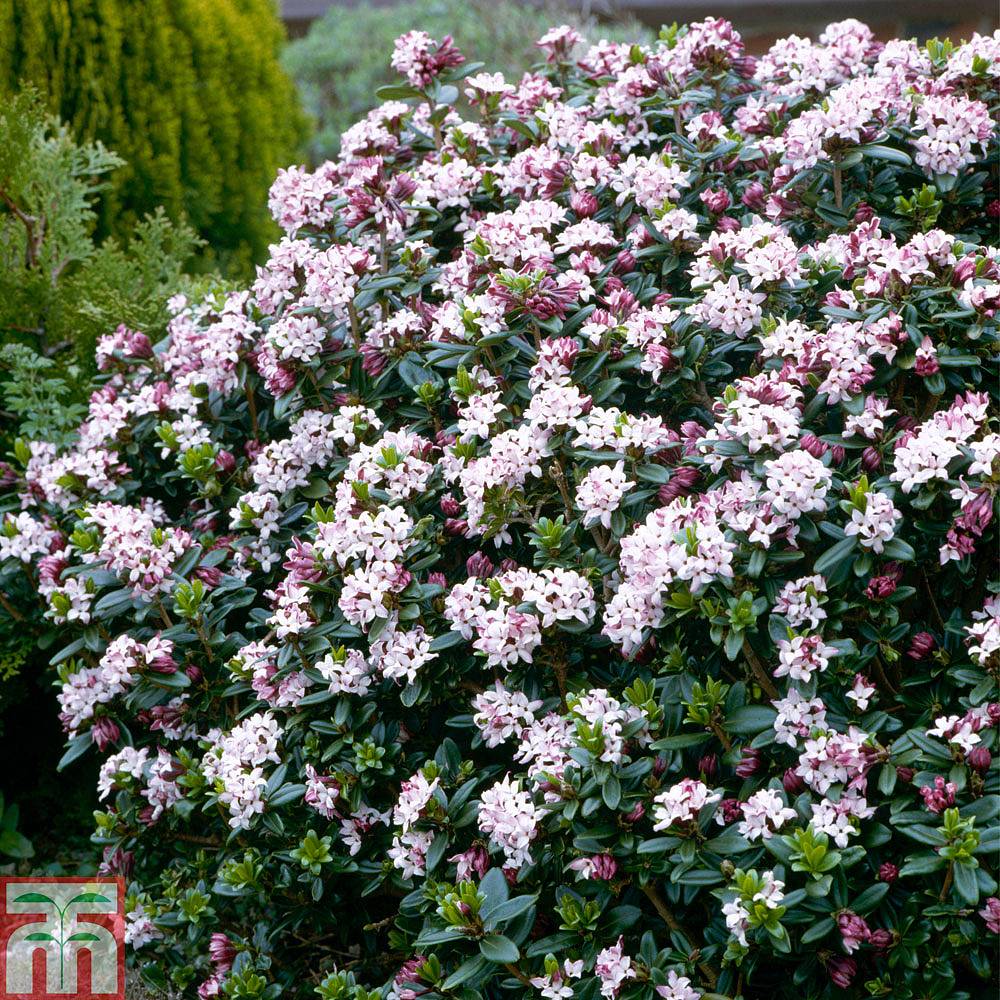 Daphne Tangutica Plants Thompson And Morgan