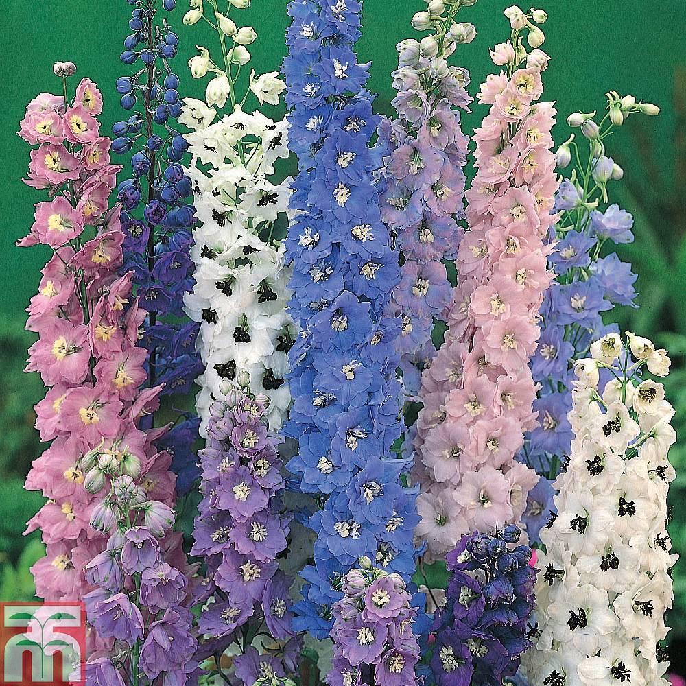 Delphinium 'Magic Fountains Mixed' | Thompson & Morgan