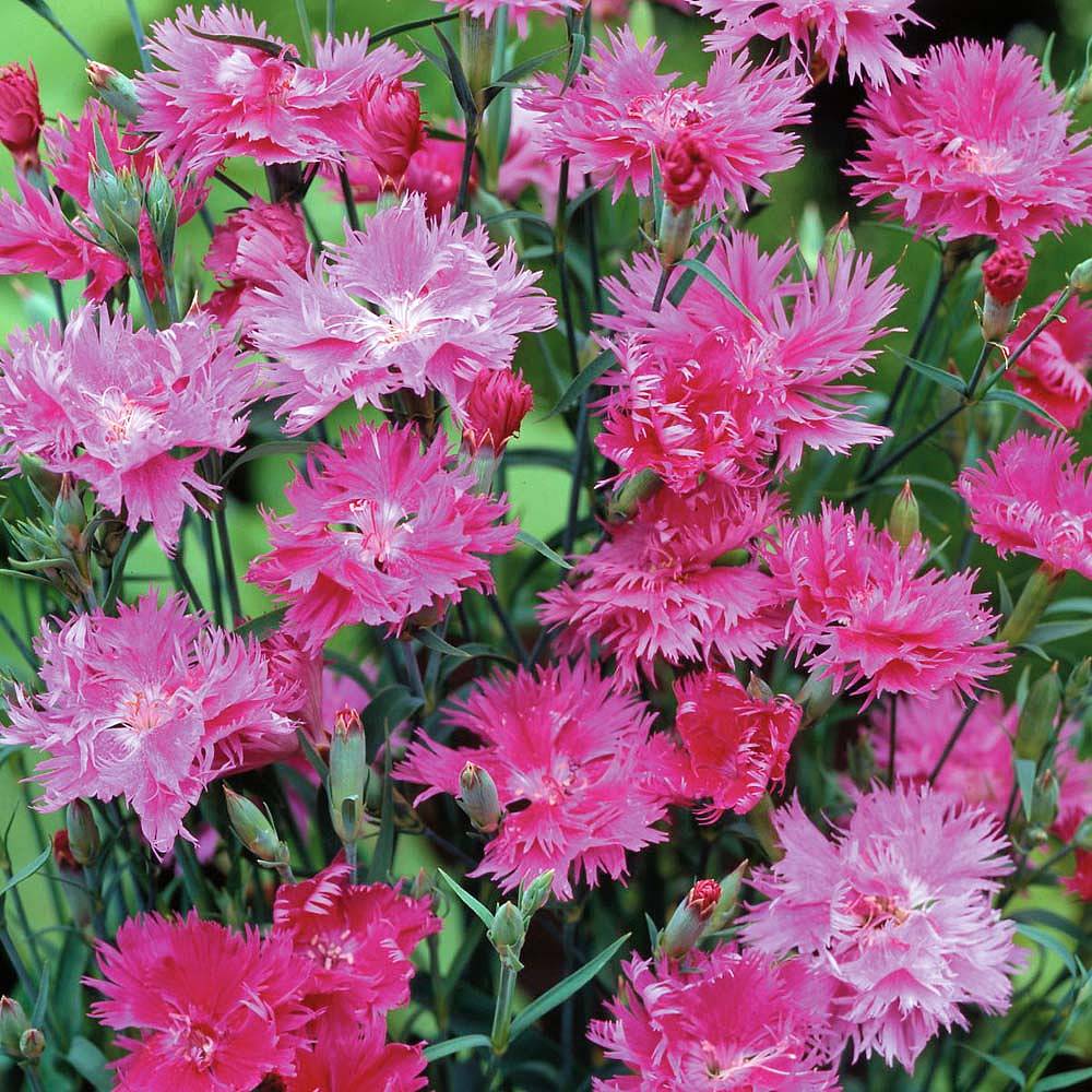 Dianthus 'Elegance Lavender' F1 Hybrid seeds | Thompson & Morgan