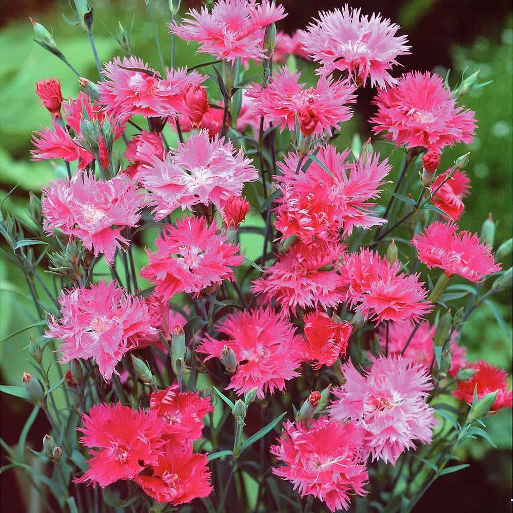 Dianthus 'Elegance Pink' F1 Hybrid seeds | Thompson & Morgan