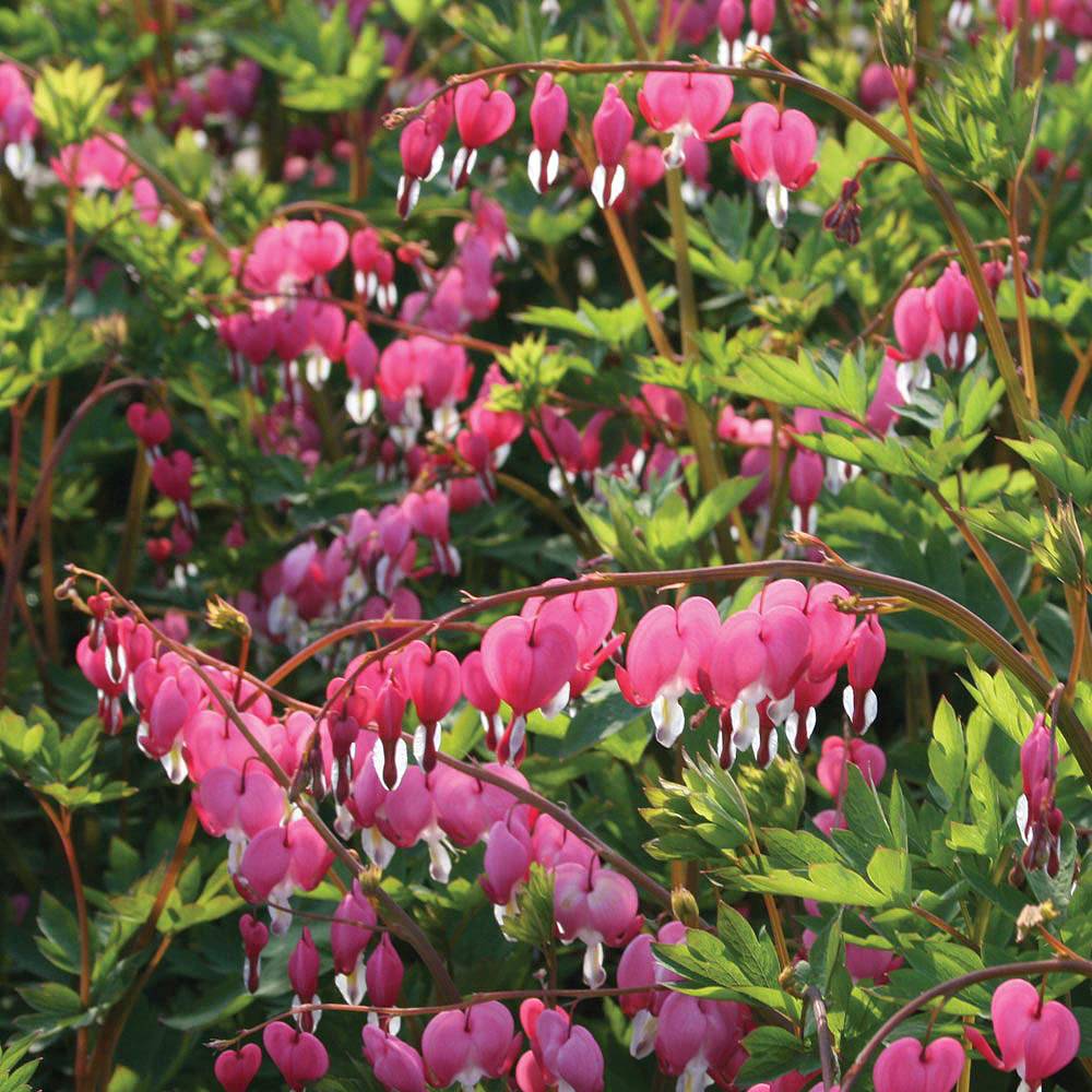 Dicentra spectablis plants | Thompson & Morgan