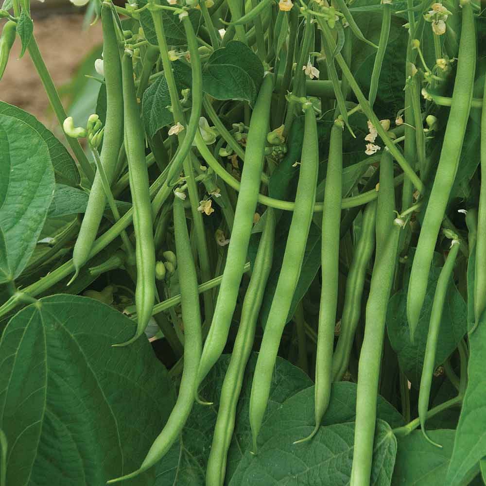 Dwarf Bean 'Sansoucy' | Thompson & Morgan