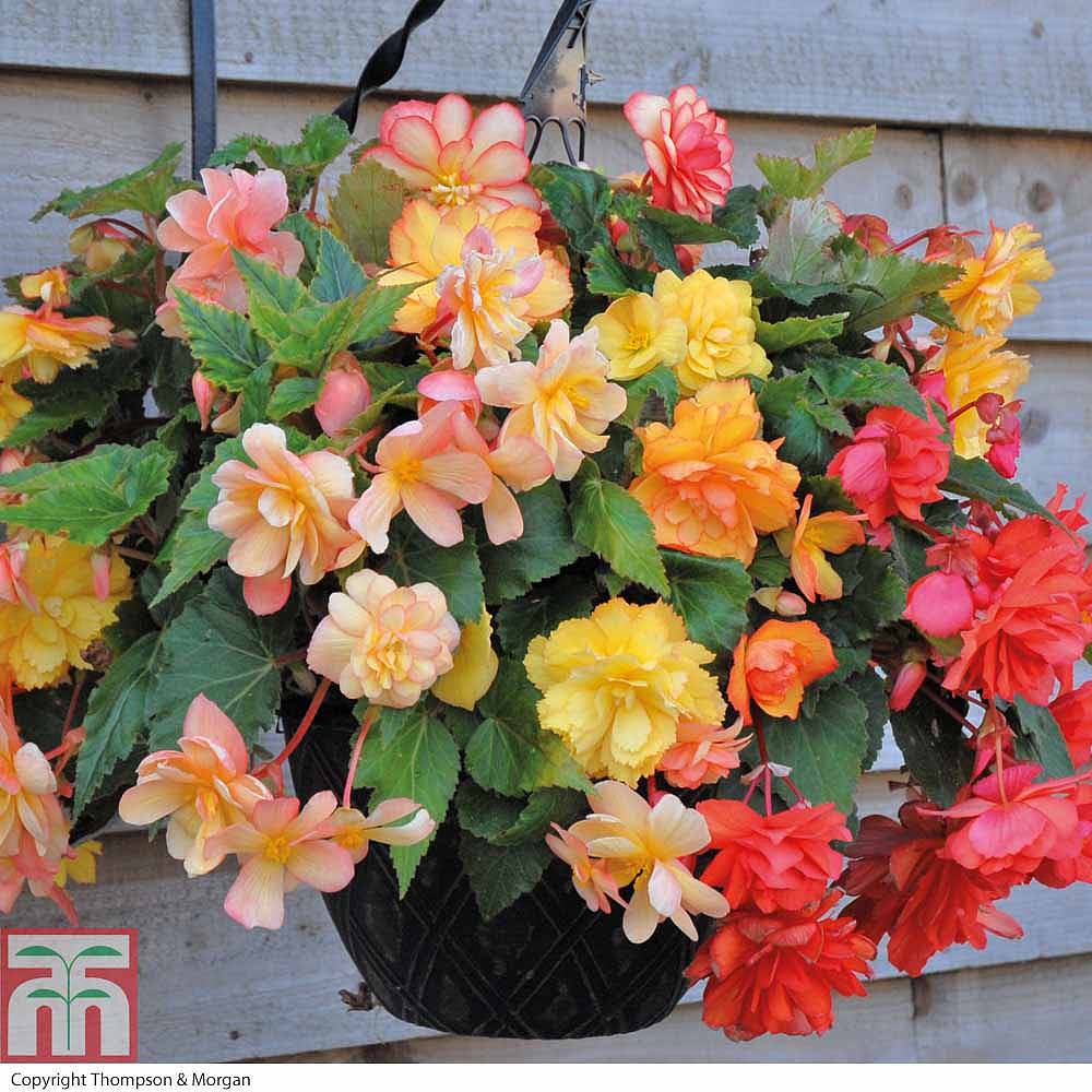 New and Improved Easy Fill Hanging Basket Thompson &