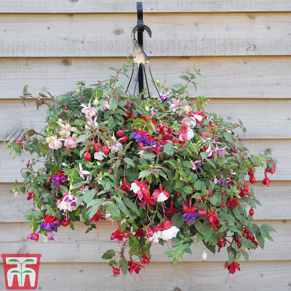 Fuchsia 'Trailing Mixed' (Pre-Planted Basket) | Thompson & Morgan