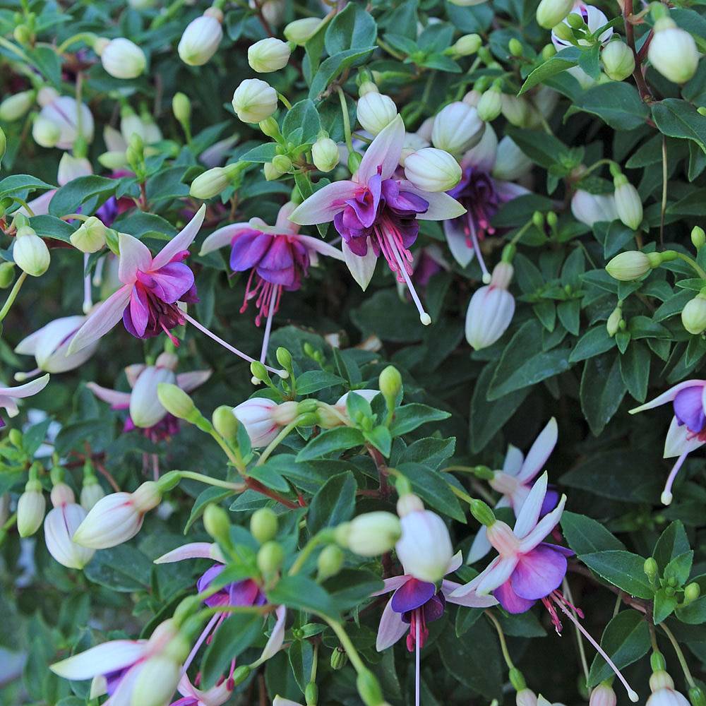 Fuchsia 'La Campanella' | Thompson & Morgan