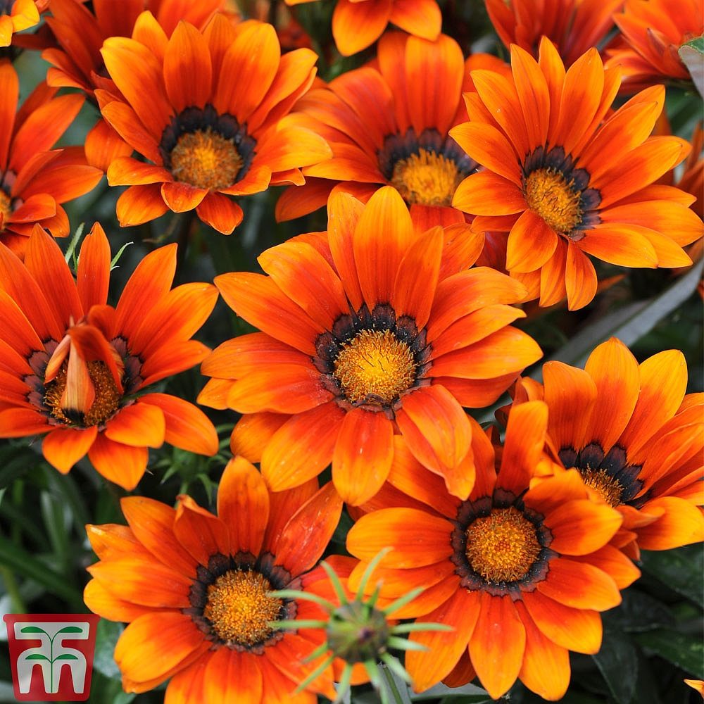 Gazania 'Kiss Bronze' F1 Hybrid seeds | Thompson & Morgan