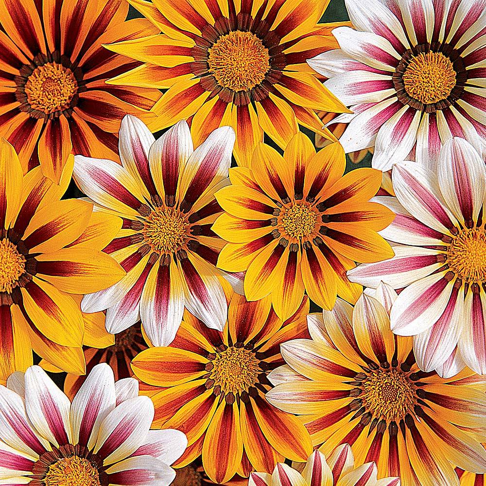 Gazania 'Tiger Stripes Mixed' seeds | Thompson & Morgan