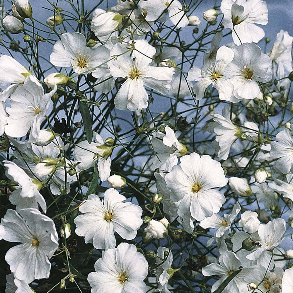 Gypsophila elegans 'Covent Garden' seeds Thompson &