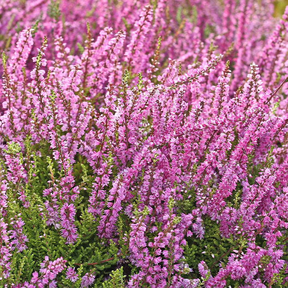 Heather x darleyensis plants | Thompson & Morgan