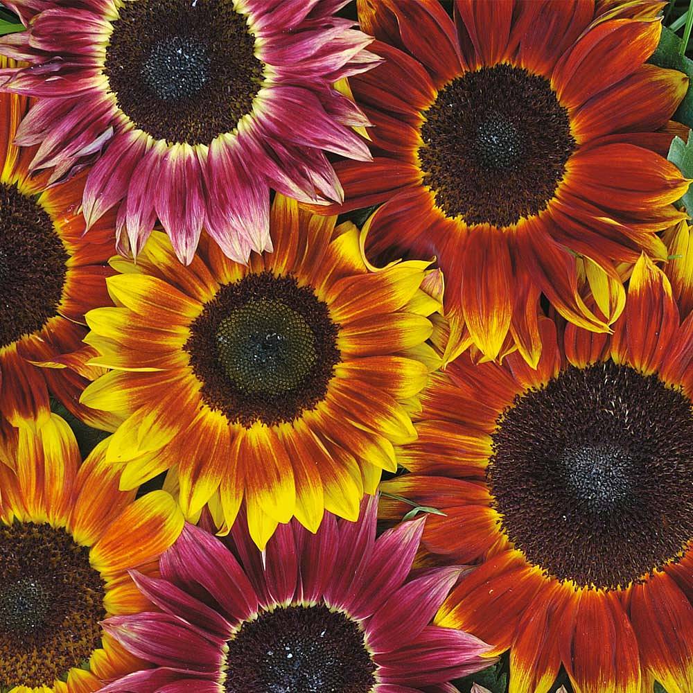 Sunflower 'Harlequin' F1 Hybrid seeds | Thompson & Morgan