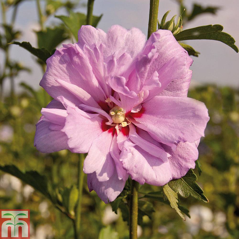 Ardens Hardy Hibiscus Standard Tree