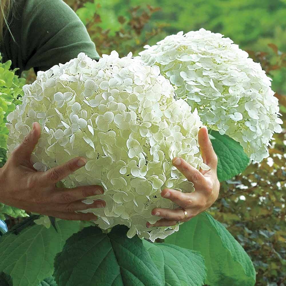 Hydrangea arborescens 'Giant Incrediball' plants Thompson &