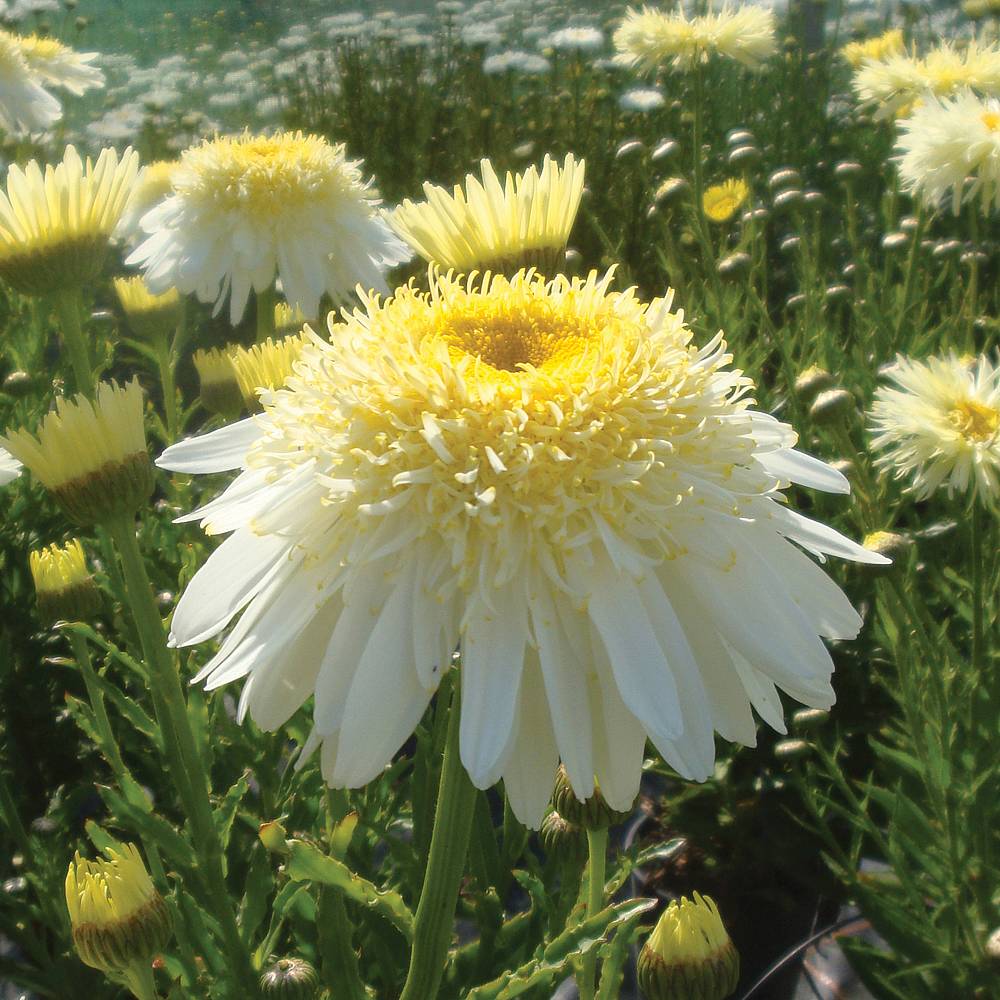 Shasta Daisy ‘Real Glory’ | Thompson & Morgan