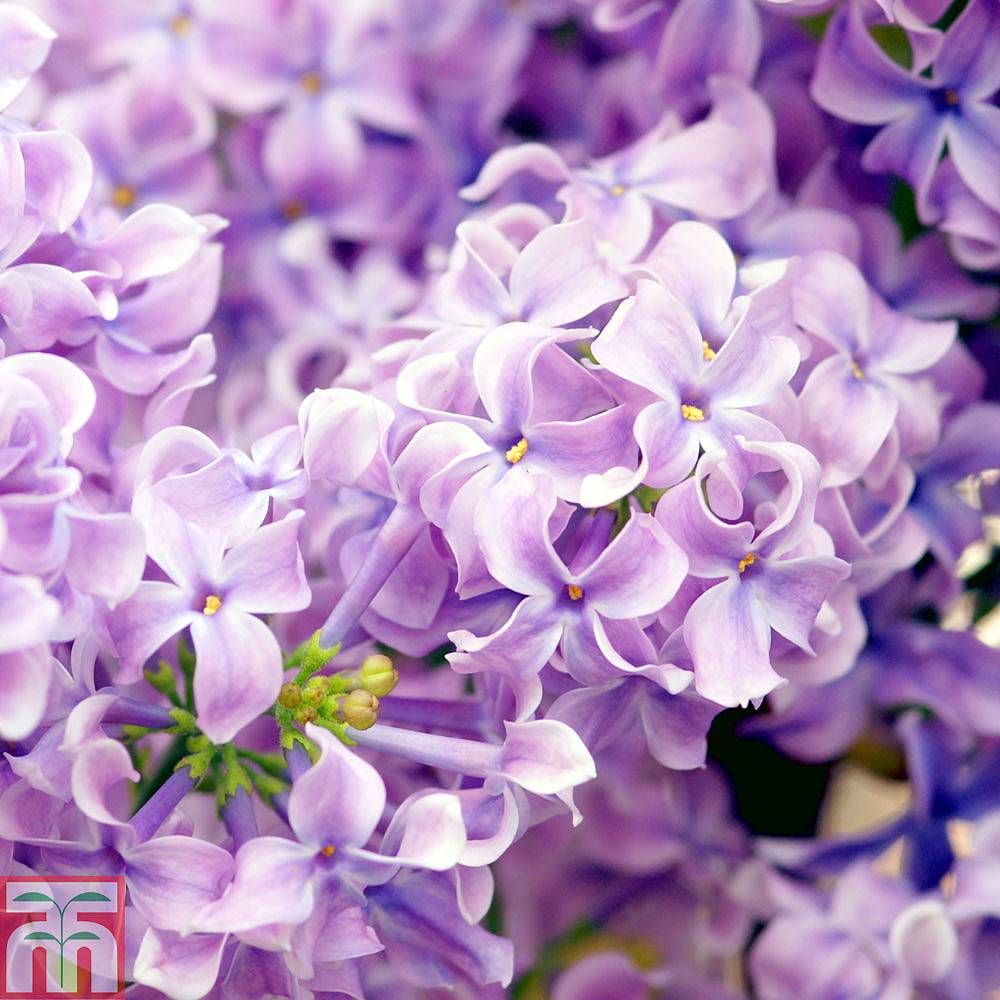 Lilac 'Lavender Lady' plants | Thompson & Morgan