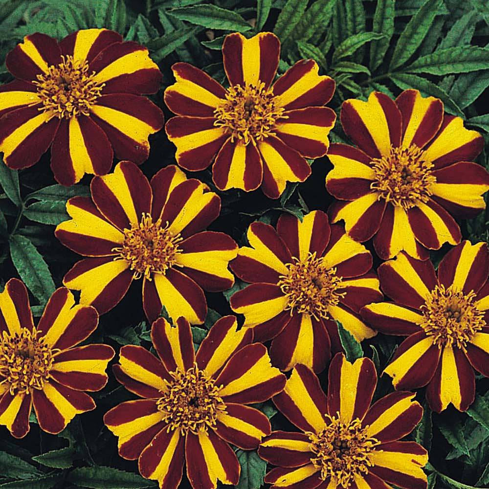 Marigold 'Striped Marvel' seeds | Thompson & Morgan