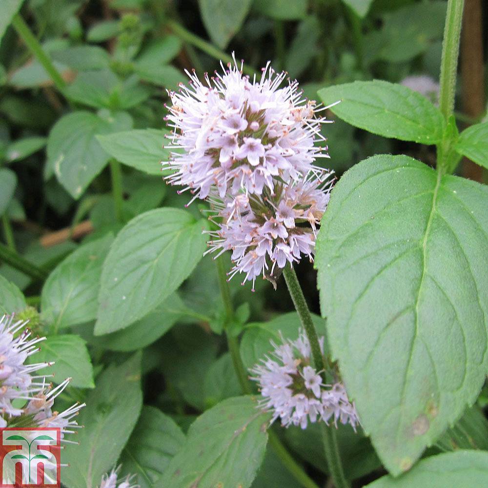 Mentha aquatica (Marginal Aquatic) plants | Thompson & Morgan