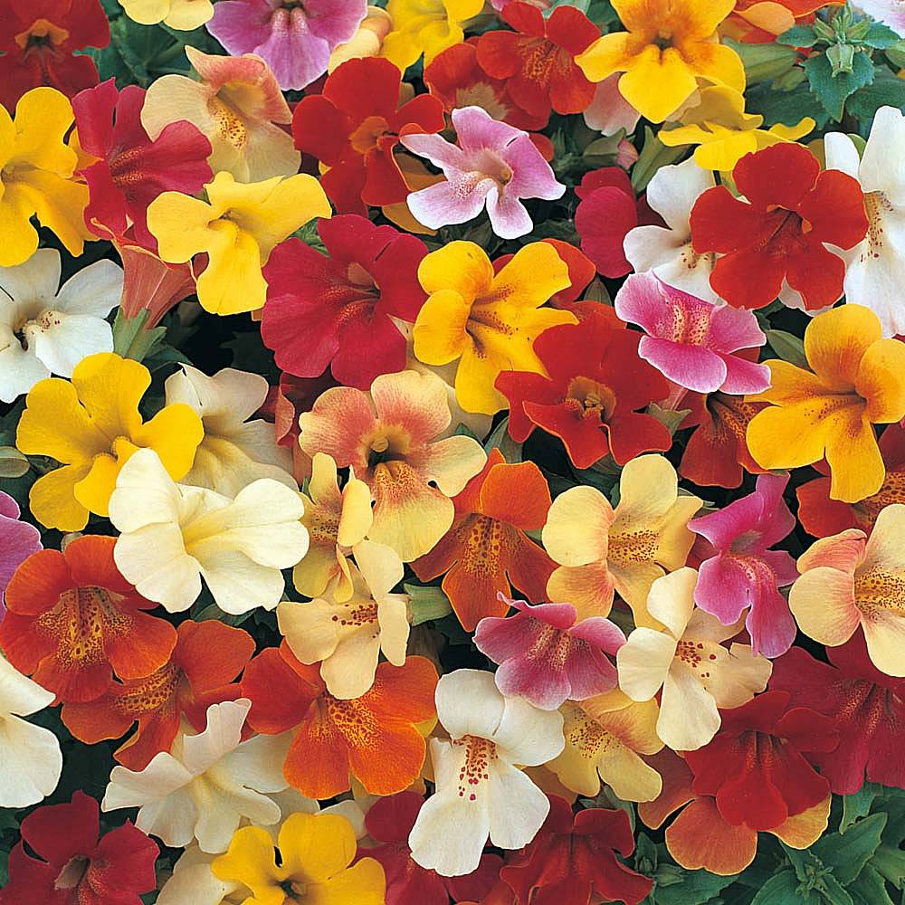 Mimulus x hybridus 'Mystic Mixed' F1 Hybrid seeds | Thompson & Morgan